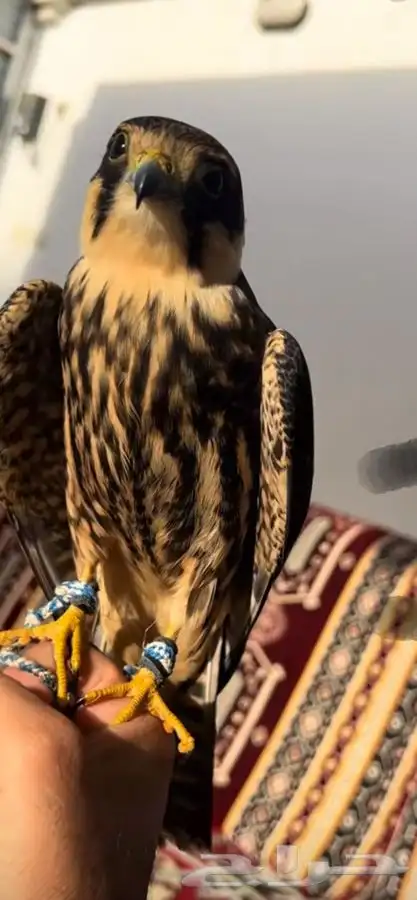 مطلوب بكه او مارلين ابادلك ب باشق (مدرب) شرط تهد علا اصيد 1