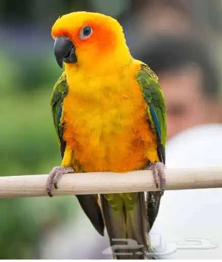 صن كنيور العمر 8 شهور 0