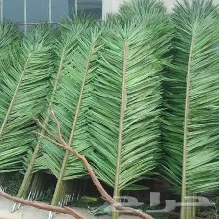 مطلوب سعف نخل 0