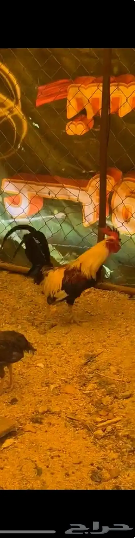 ديك 1