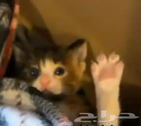 بيسي قيمنق مستعمل 6