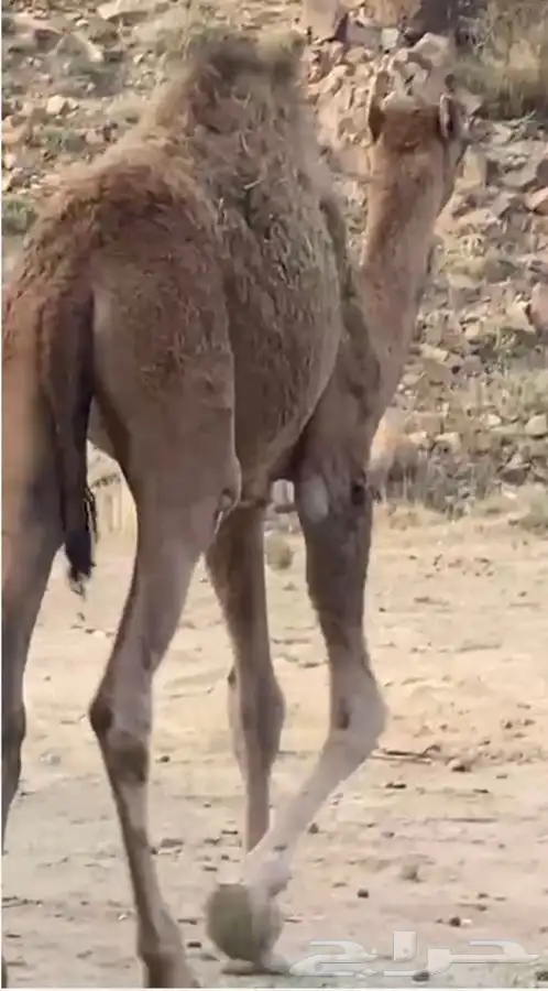 قعود للبيع 7 اشهر 0