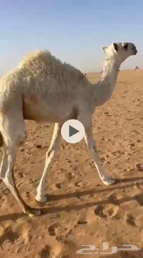 حشو قصب قعدان 1