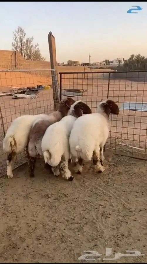 نعيم ثنوات ذبايح شحم 0