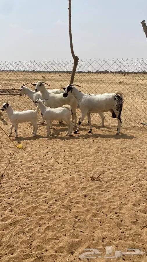 معزا بيشيات صنف الصنف 3 تحتها 3 3