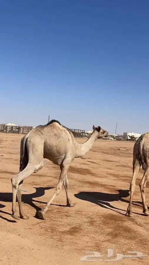 قعود ين هجن رفحاء 1