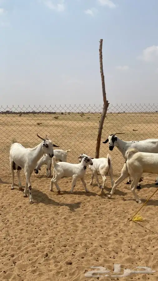 معزا بيشيات صنف الصنف 3 تحتها 3 1