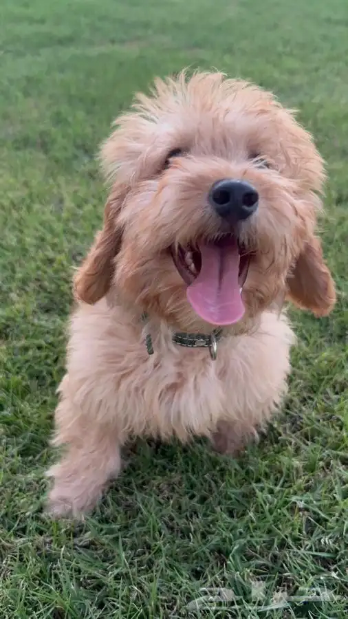 كلب توي بودل Toy poodle 1