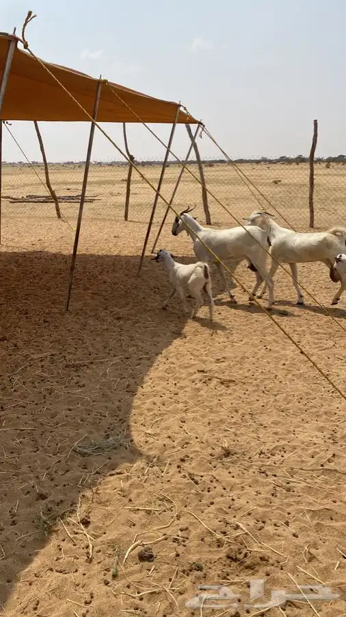 معزا بيشيات صنف الصنف 3 تحتها 3 4