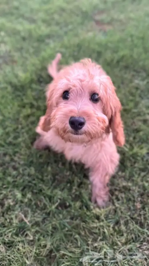 كلب توي بودل Toy poodle 2