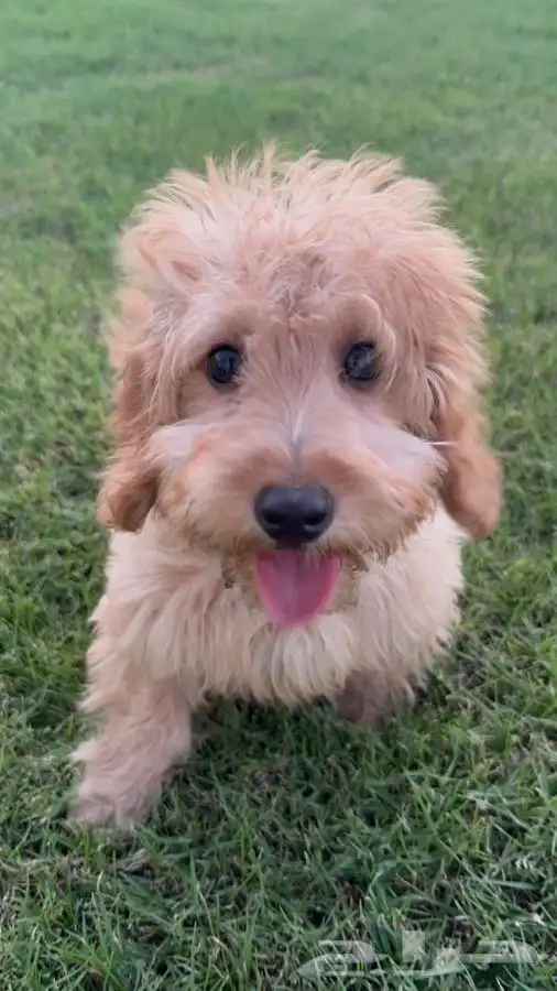 كلب توي بودل Toy poodle 0