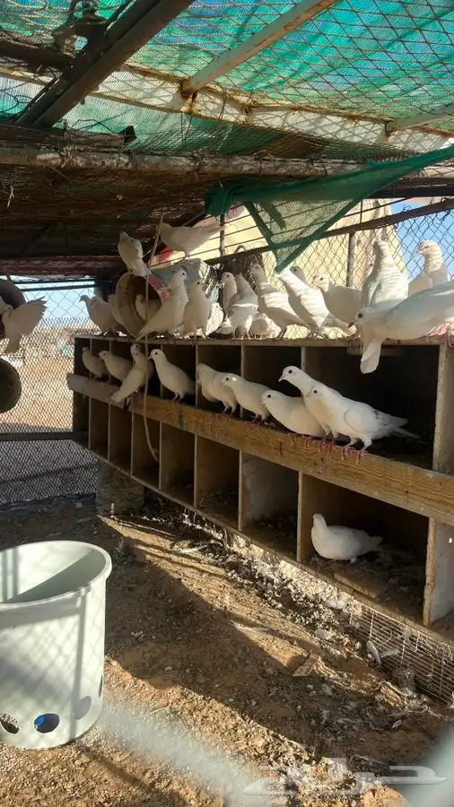 حمام فرنسي 30 جوز 0