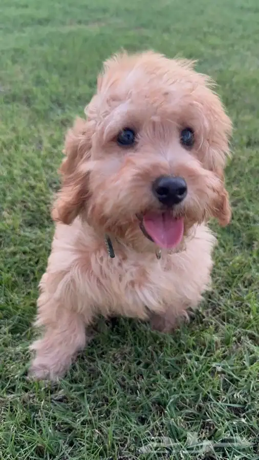 كلب توي بودل Toy poodle 3