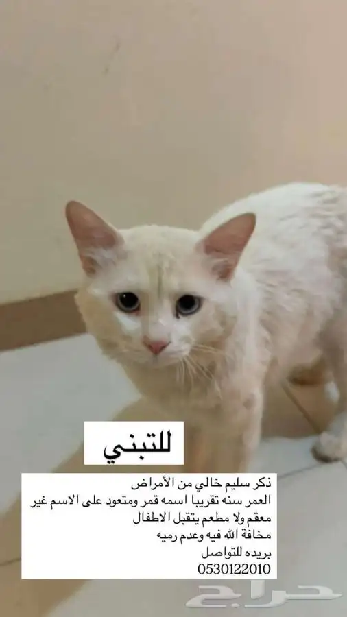 قط ذكر لتبني 0