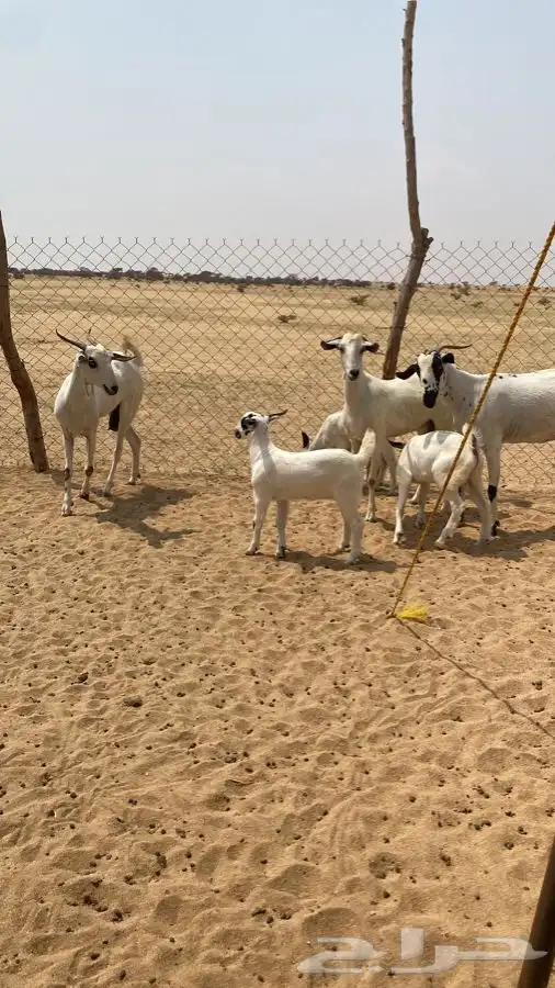 معزا بيشيات صنف الصنف 3 تحتها 3 2