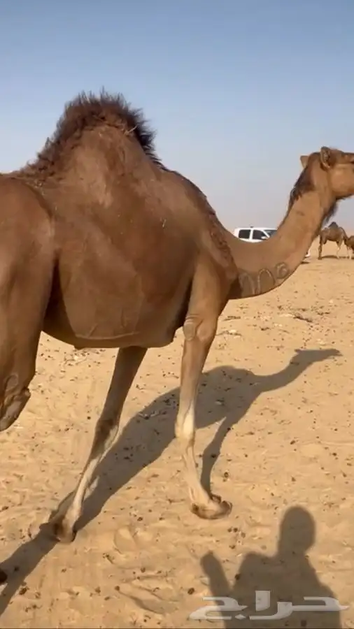 ناقه جنبه في 8 اشهر وبنتها عمرها سنه و8اشهر 0