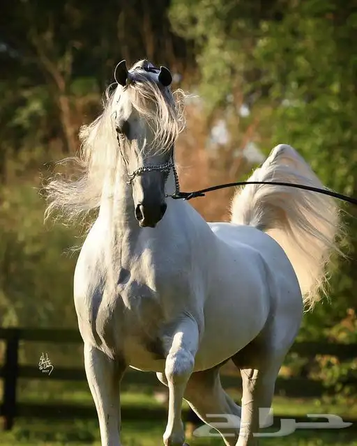 مطلوب سايس خيل جمال 0