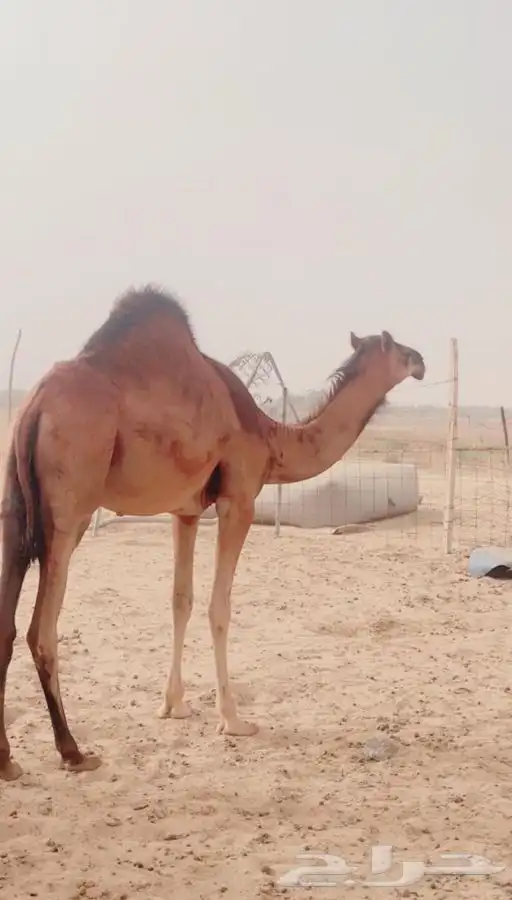 ناقه جنبه في 8 اشهر وبنتها عمرها سنه و8اشهر 3
