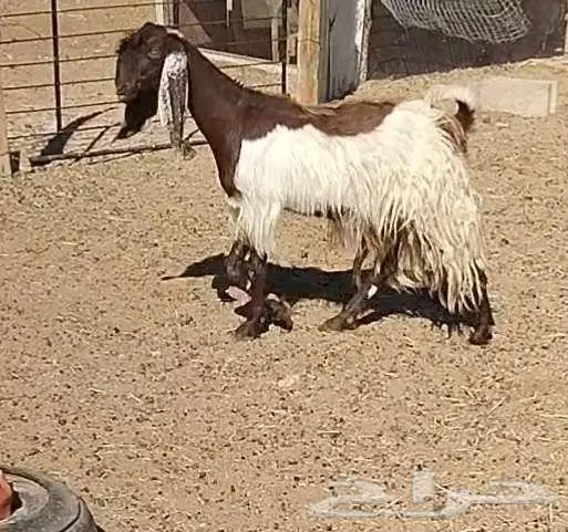 معزا مشاريك 0