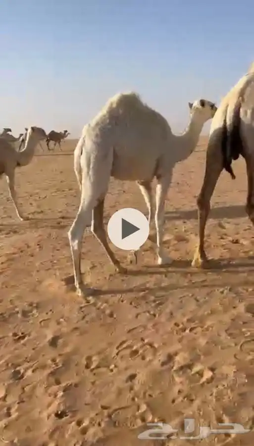 حشو قصب قعدان 0