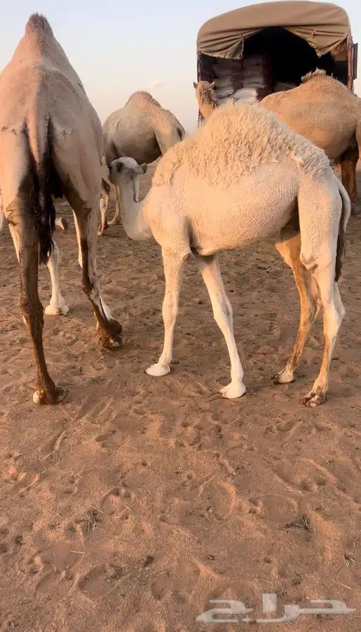 حشو قصب قعدان 3
