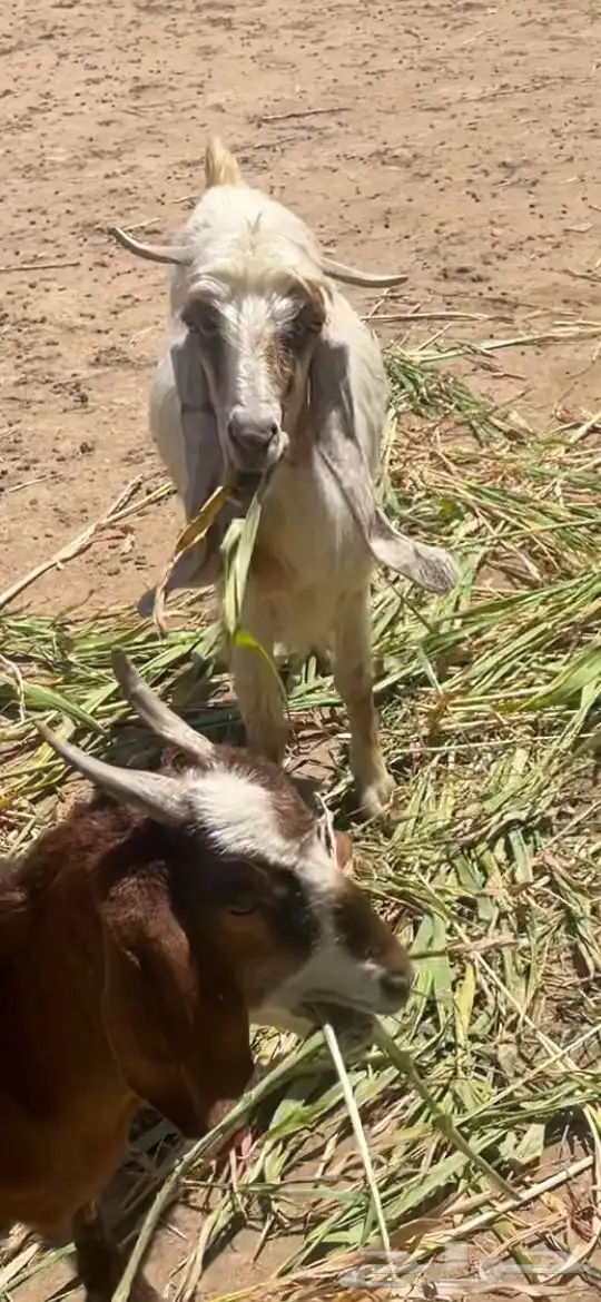 معزا للبيع او البدل بددسن غمارتين 3