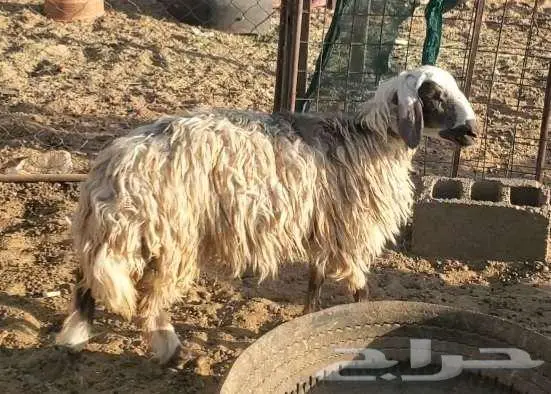 4 رخال نجد طيبات 4