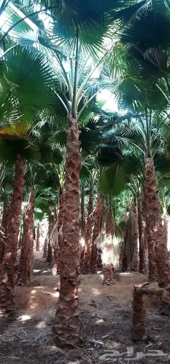 تنسيق الحدائق المنزلية 24