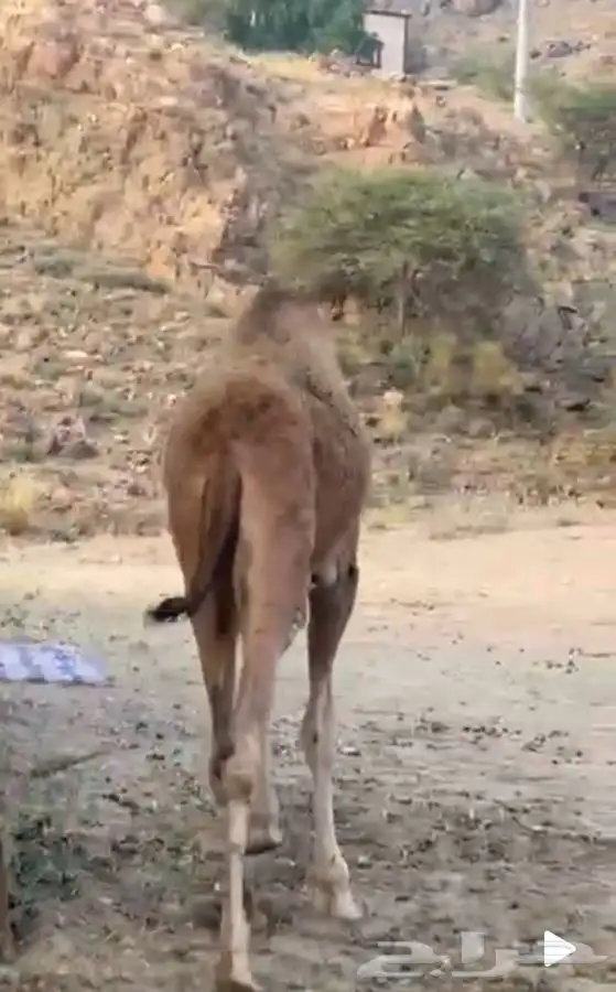 قعود للبيع 7 اشهر 2
