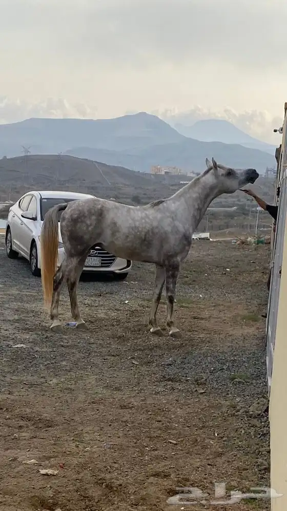حصان شعبي فاخر 3