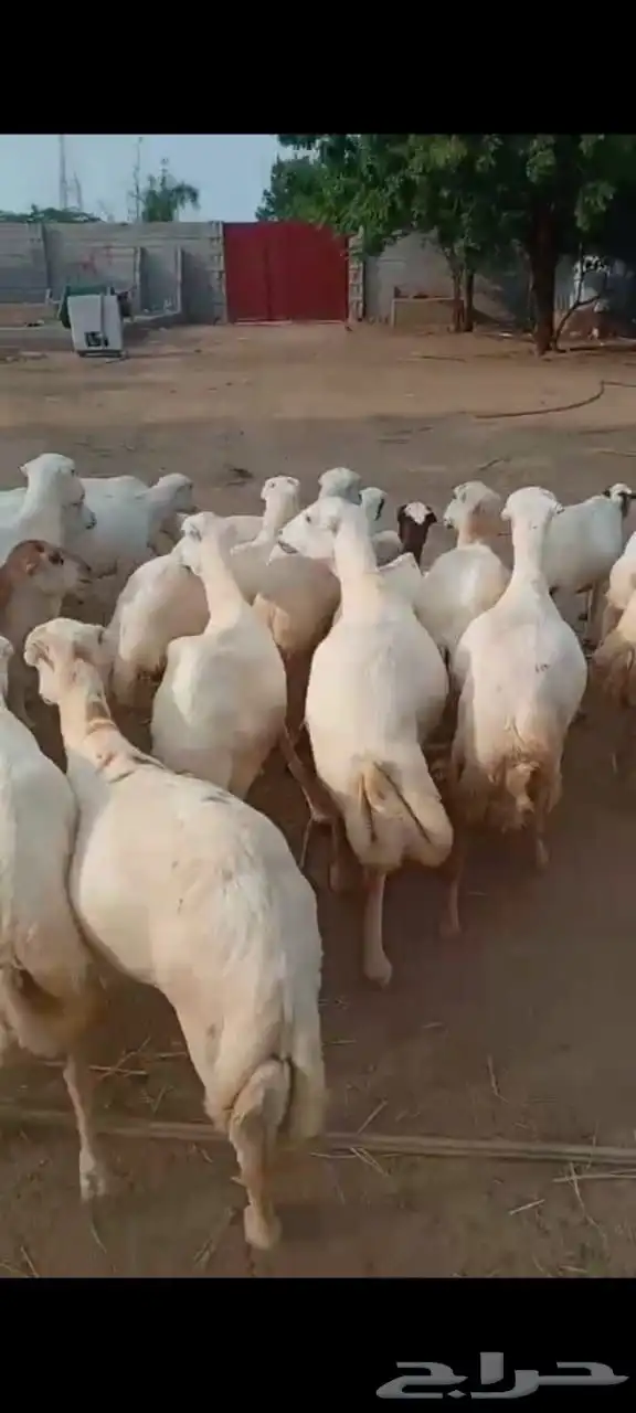 ضان رفيدي 0