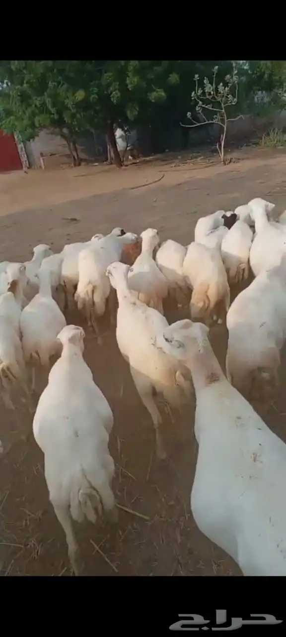 ضان رفيدي 1