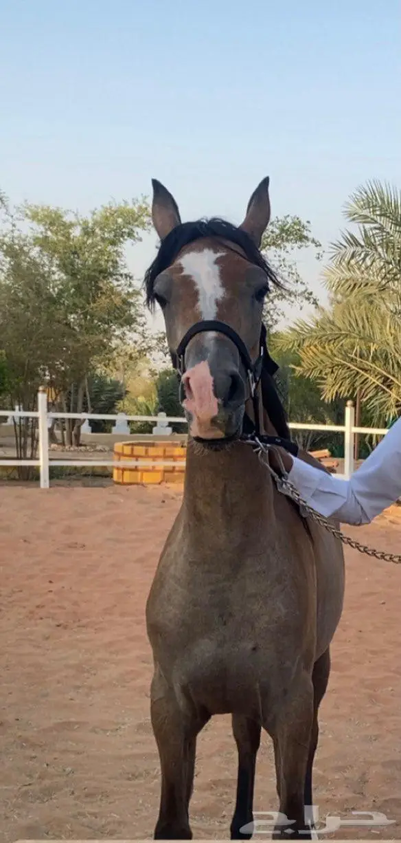 مهرتين واهو 0