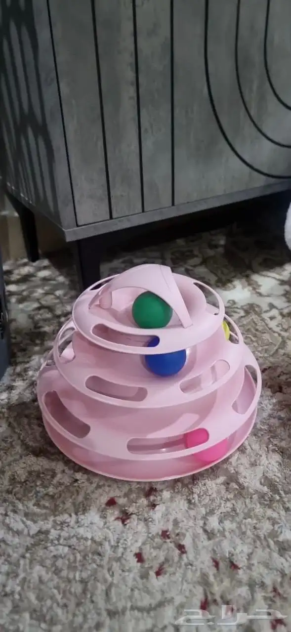 قط للتبني 6