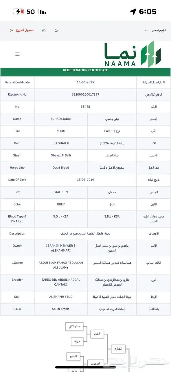 حصان جزيري أوراق 3