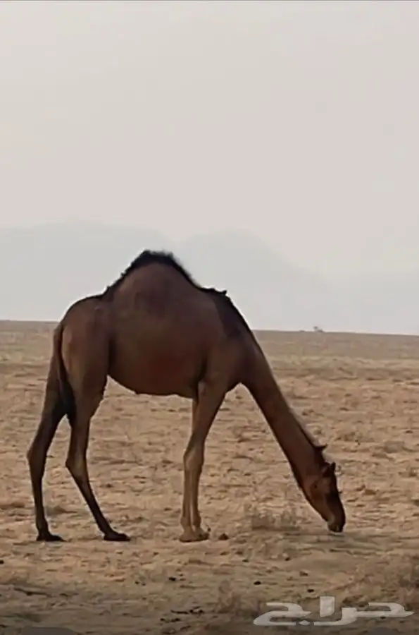 ناقه جنبه في 8 اشهر وبنتها عمرها سنه و8اشهر 4
