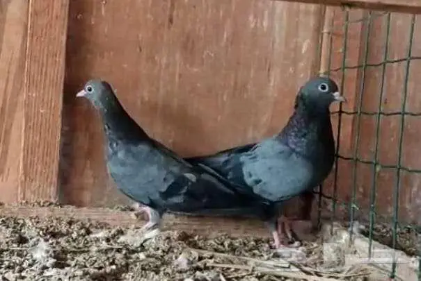 جوز صنعاوي 0