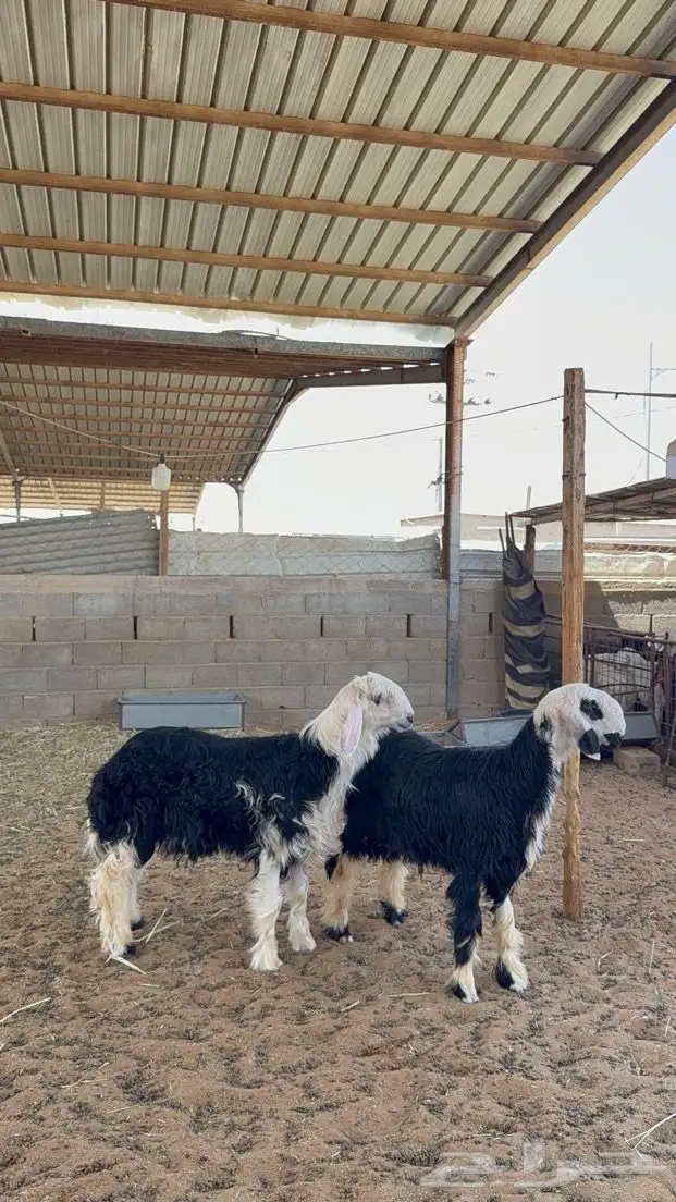 خرفان نجد 5