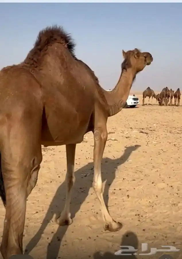 ناقه جنبه في 8 اشهر وبنتها عمرها سنه و8اشهر 1