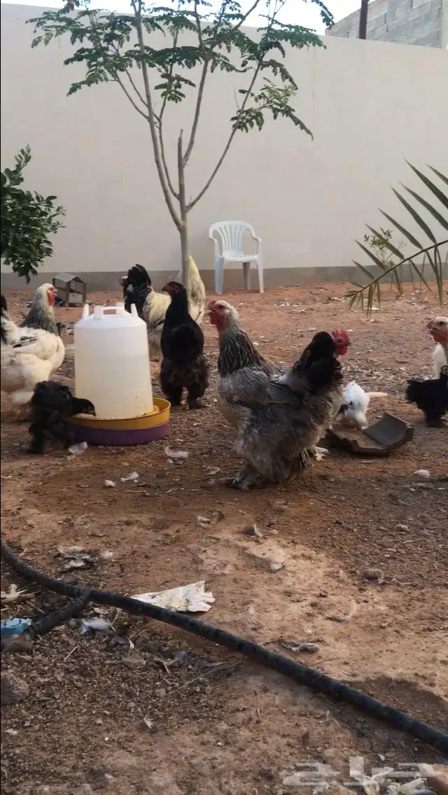 دجاج براهما وقطني وكوشن قزمي 3