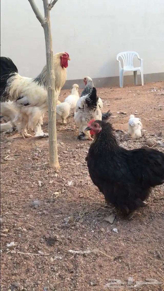 دجاج براهما وقطني وكوشن قزمي 0