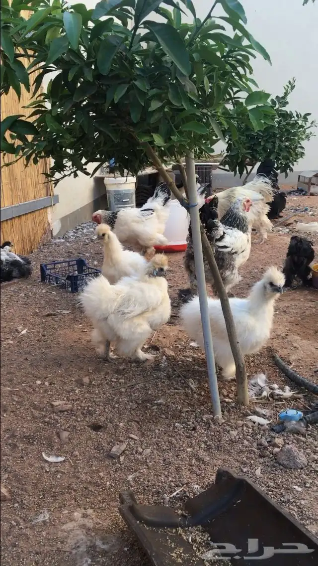 دجاج براهما وقطني وكوشن قزمي 2