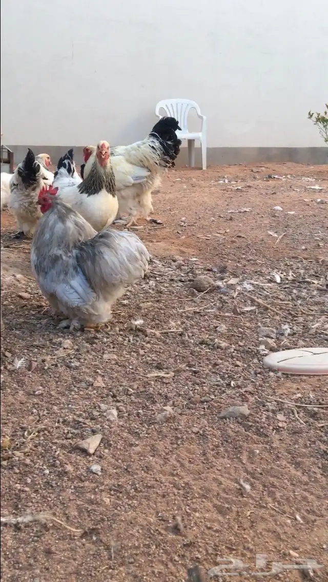 دجاج براهما وقطني وكوشن قزمي 1