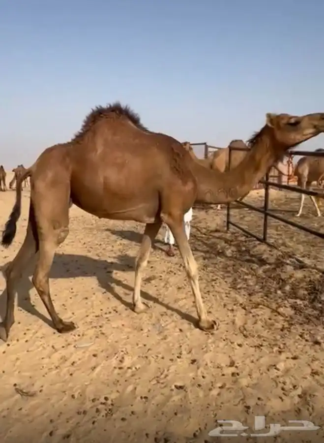 ناقه جنبه في 8 اشهر وبنتها عمرها سنه و8اشهر 2