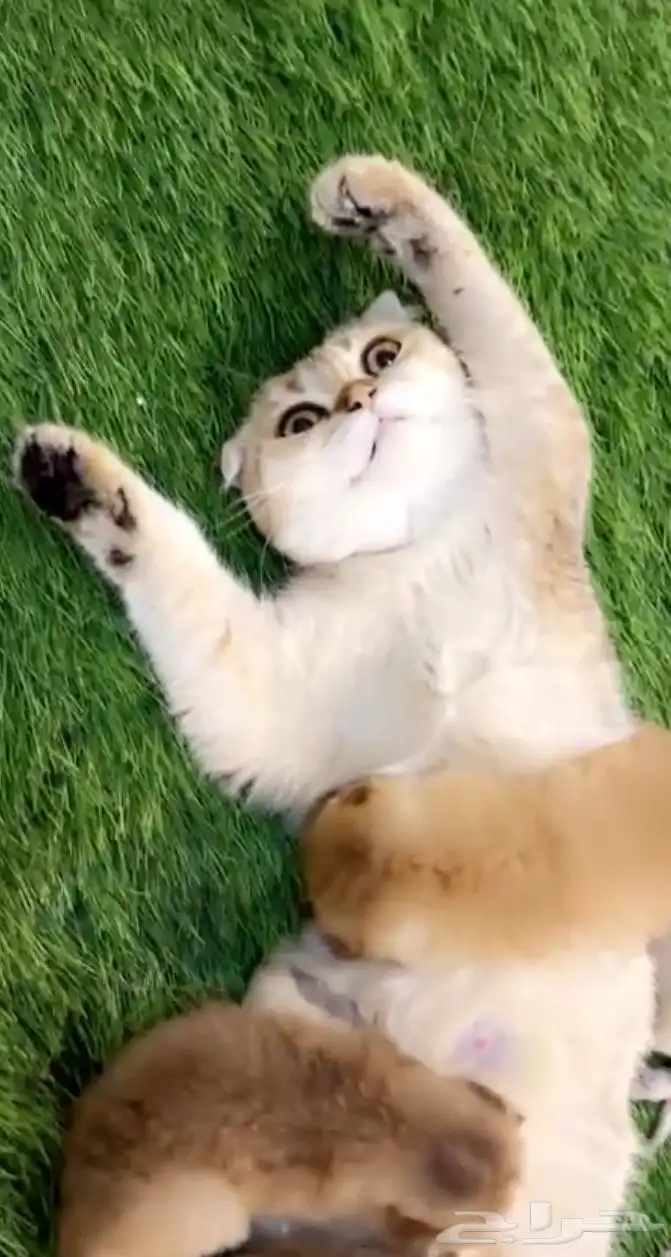 قطه سكوتش فولد للبيع بسعر مخفض 1