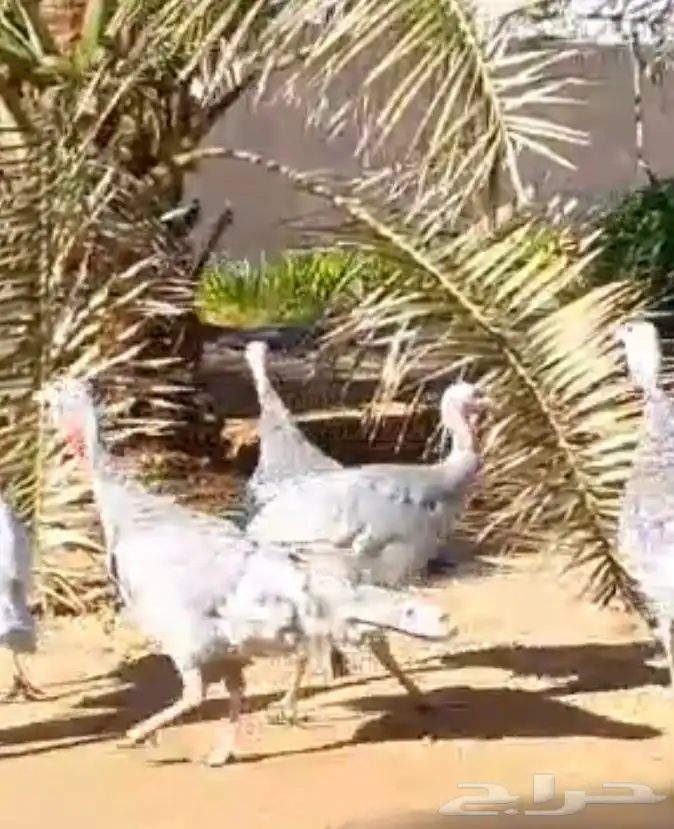 دجاج رومي 1