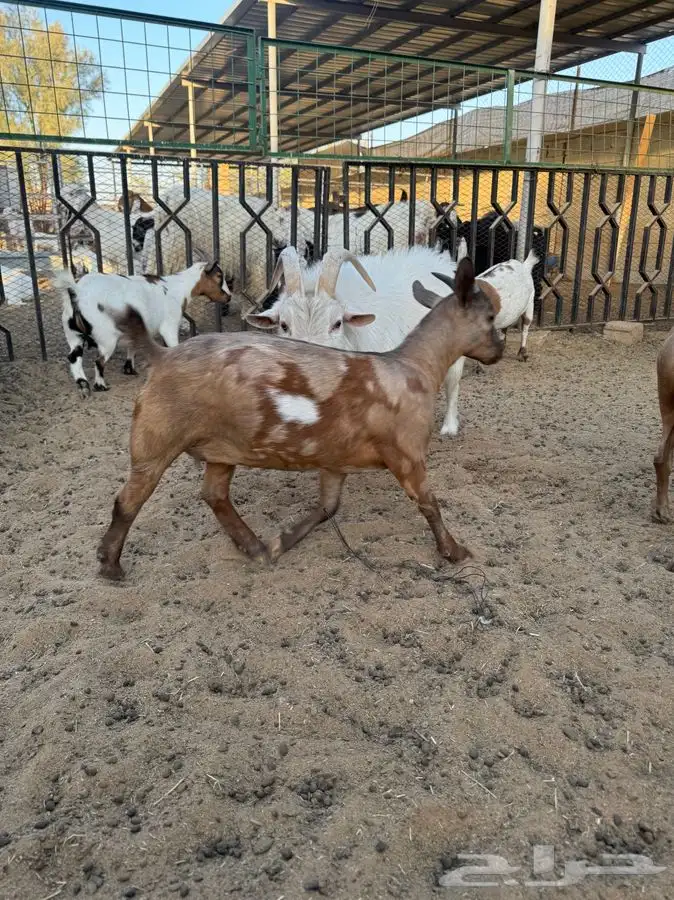 ماعز قزمي 6