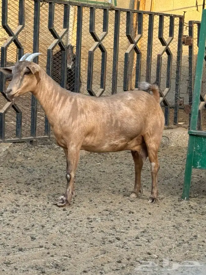 ماعز قزمي 4
