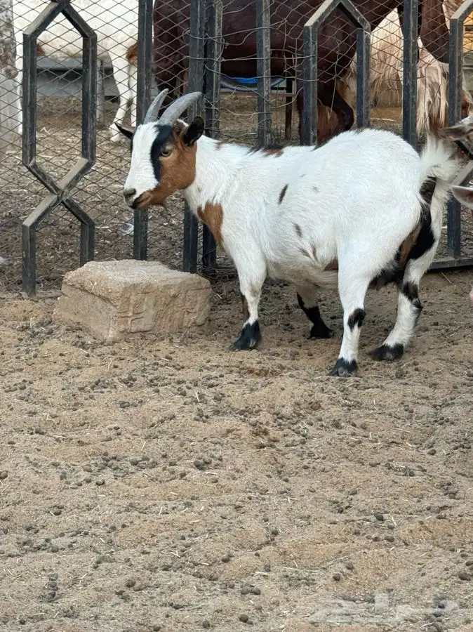 ماعز قزمي 5