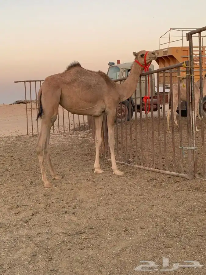 بكره مهجنه سنها حقه ابوها مشغل بعير المهندس 0